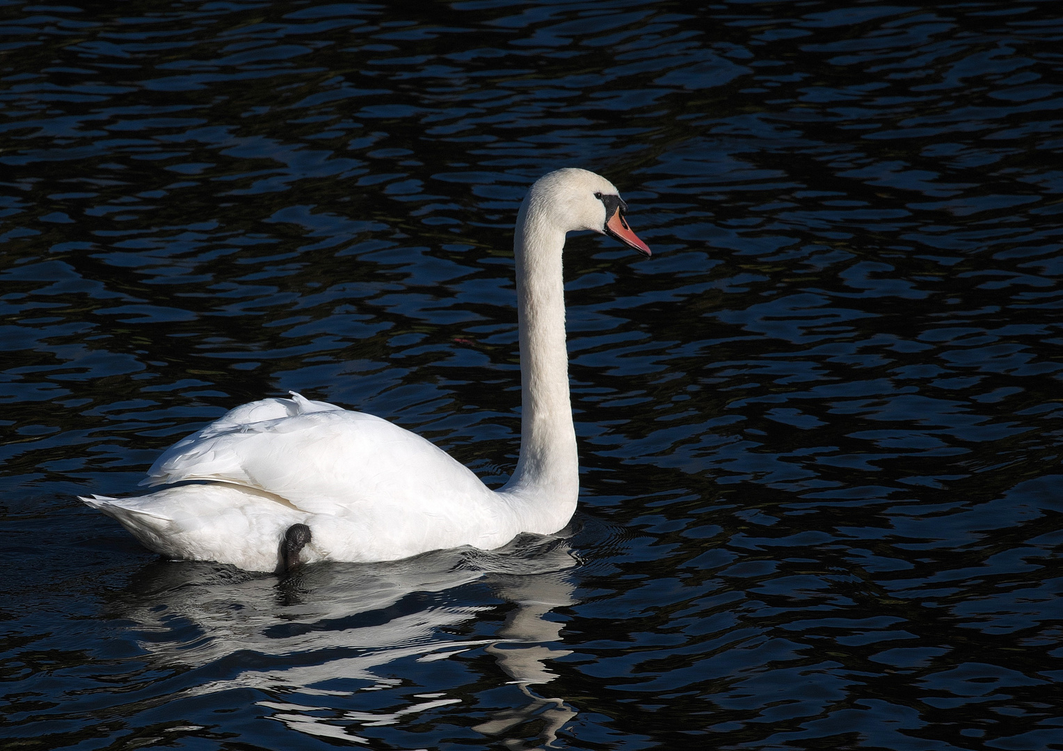 Ein weißer Schwan, der zieht den Kahn !