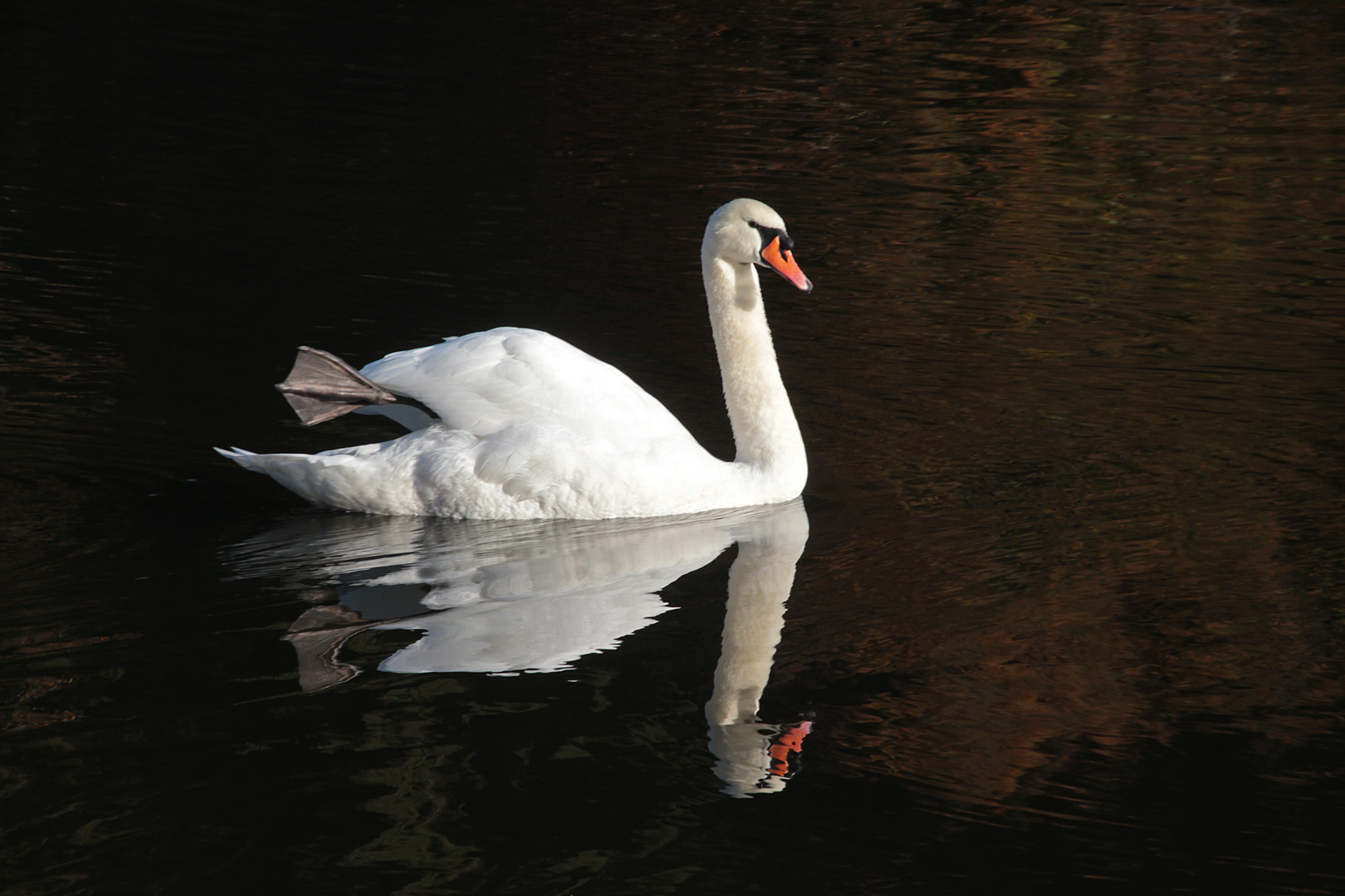 ein weißer Schwan 