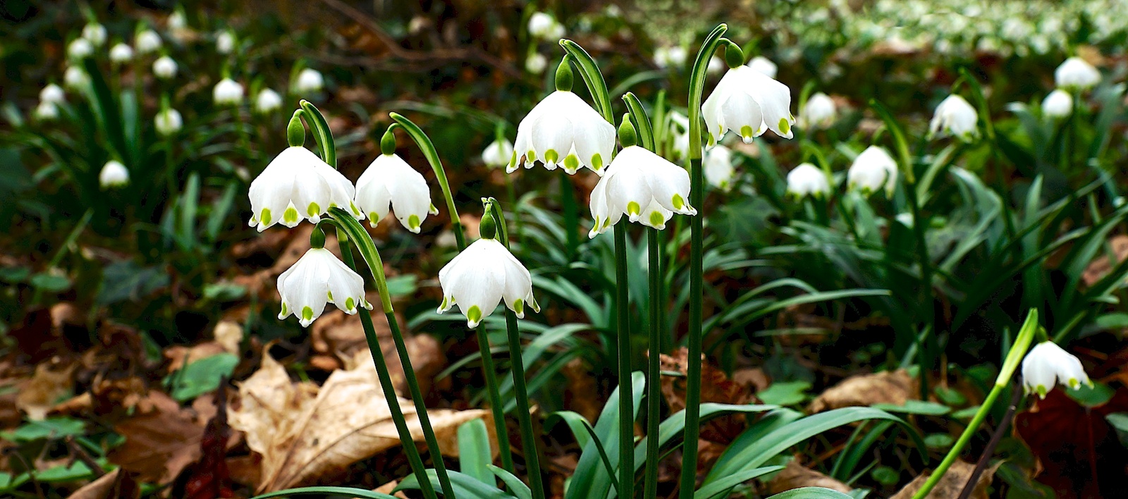 Ein weißer Teppich im Frühling