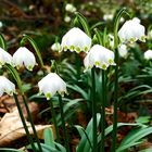 Ein weißer Teppich im Frühling