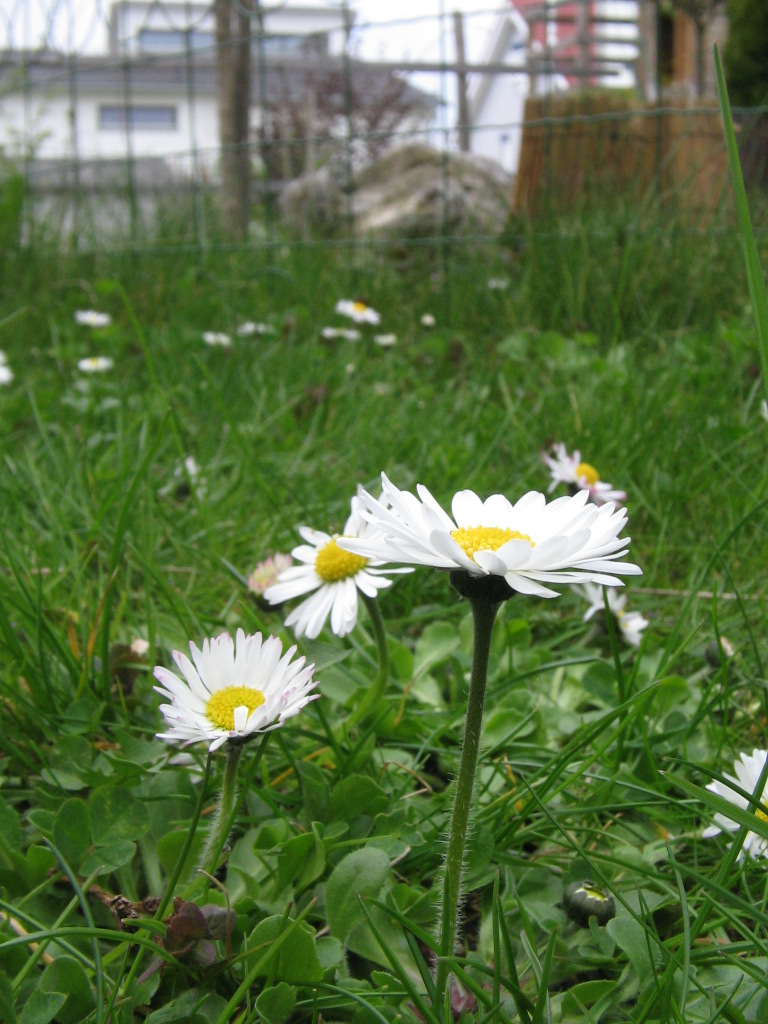 Ein weißes Blumenmeer...