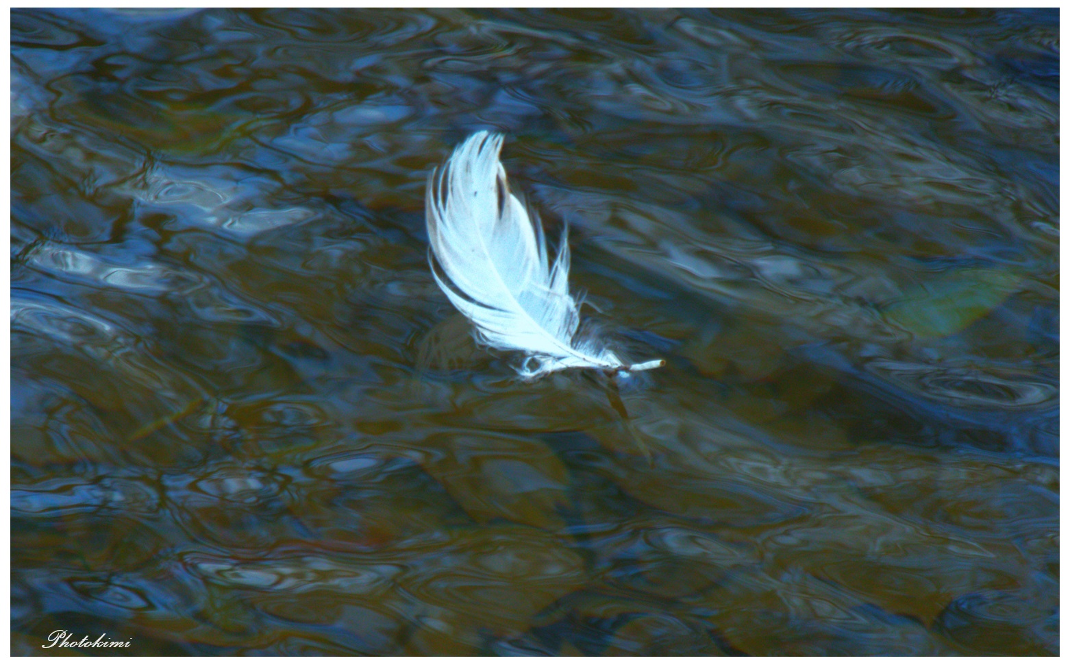 Ein weißes Gefieder auf dem Wasser (IV)