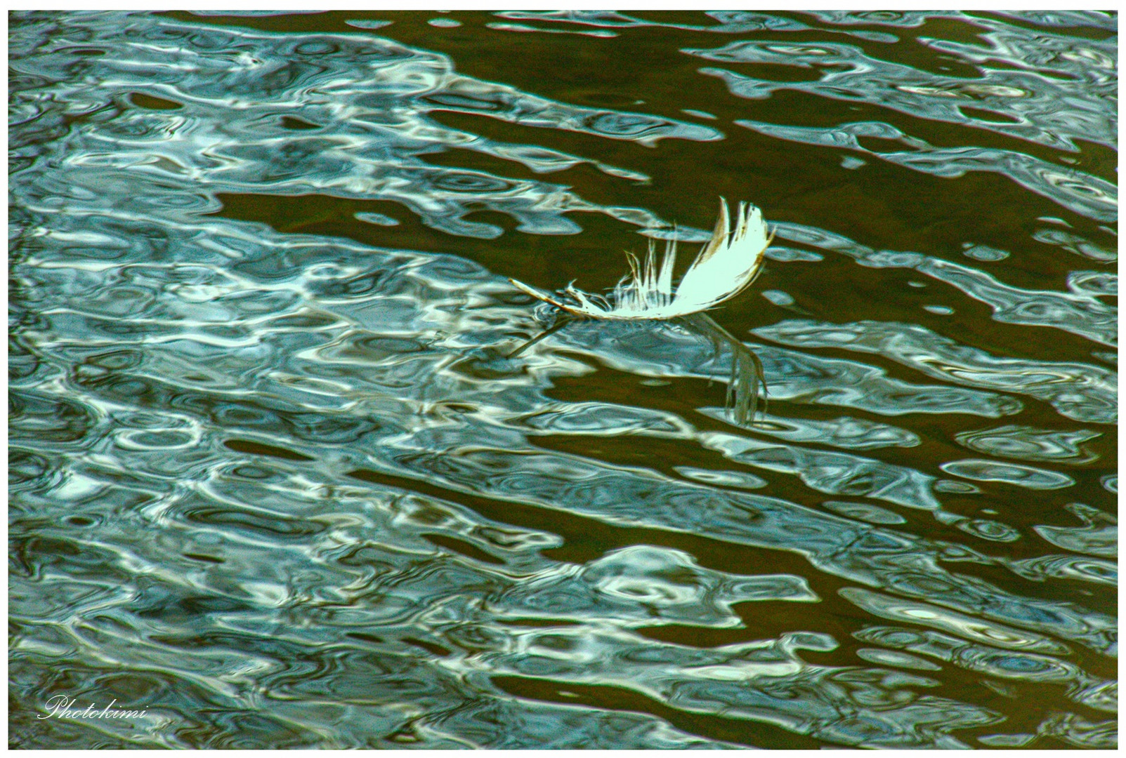 Ein weißes Gefieder auf dem Wasser (V)