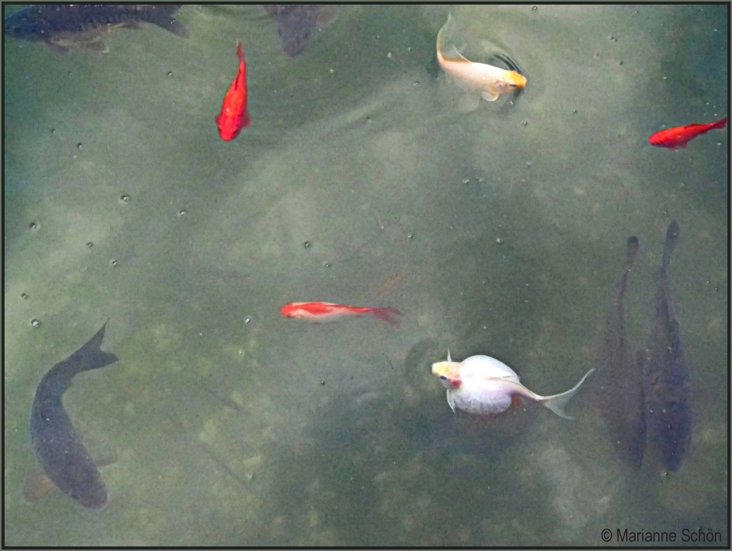 Ein Weisses Goldfisch Dickerchen Foto Bild Bilder Auf Fotocommunity