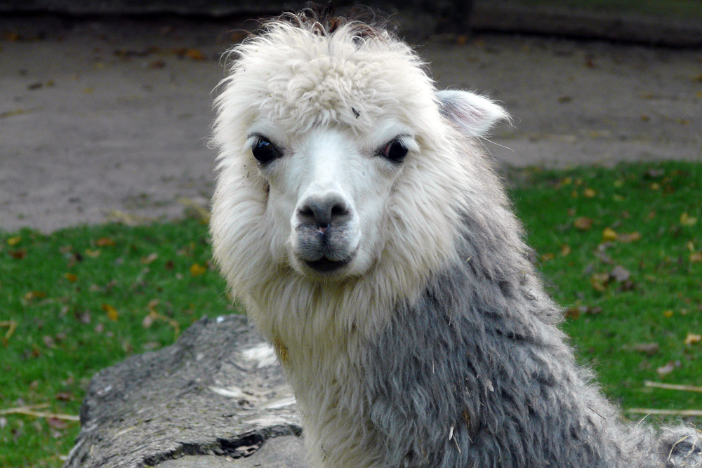 ein weißes Lama - im Zoo Krefeld