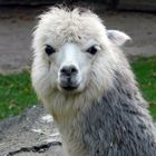 ein weißes Lama - im Zoo Krefeld