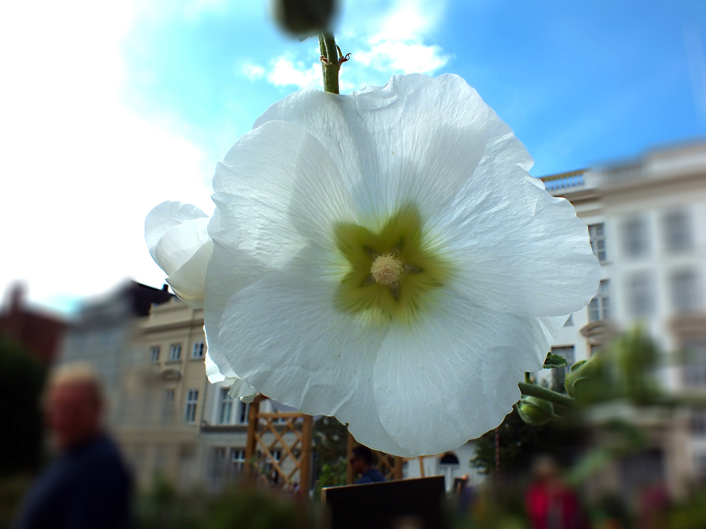 Ein weißes Mittwochsblümchen