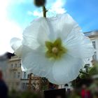 Ein weißes Mittwochsblümchen