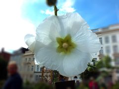 Ein weißes Mittwochsblümchen