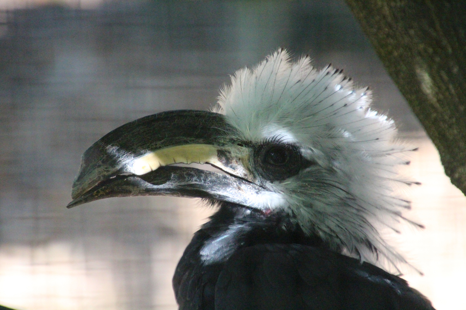 Ein Weißkopf-Hornvogel