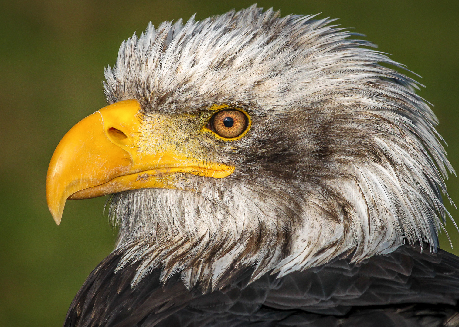 Ein Weißkopfseeadler