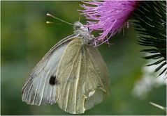 ein Weißling an der Distel