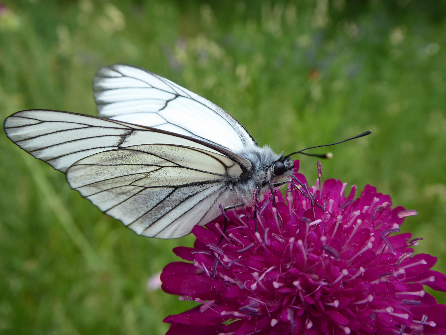 Ein Weißling auf der Scabiosa