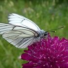 Ein Weißling auf der Scabiosa