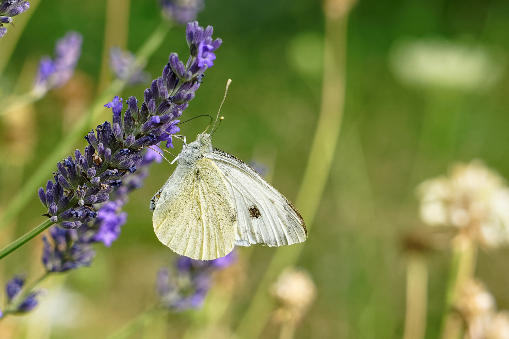 Ein Weißling auf Lavendel