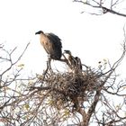 Ein Weißrückengeier mit fast erwachsenem Jungvogel