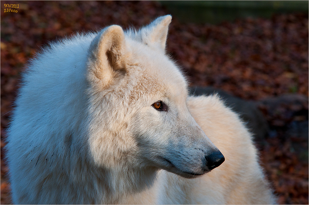 ein Weißwolf