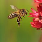 Ein weiter fleissiges Bienchen 