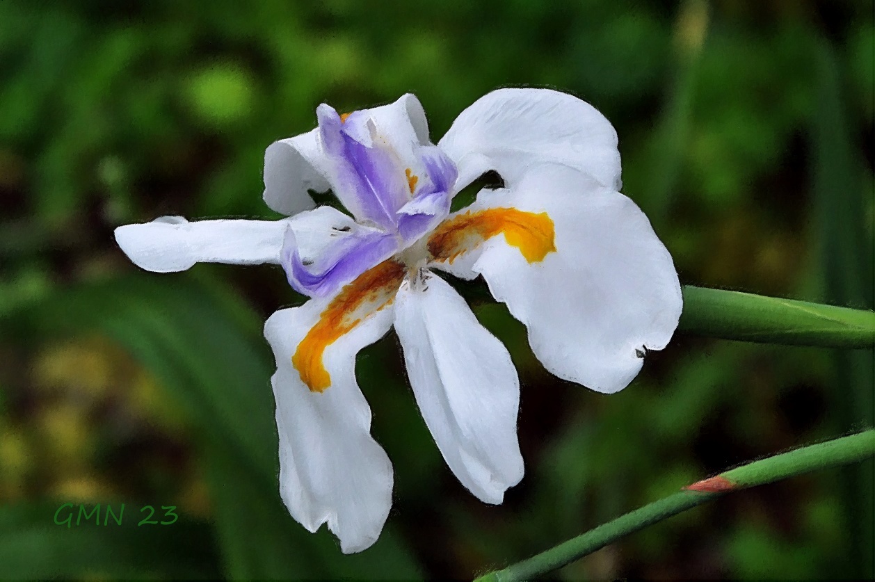 Ein weitere Iris