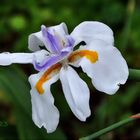 Ein weitere Iris