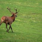 Ein weitere starker Hirsch trabt auf die Waldwiese.