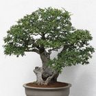 ein weiterer "alter" Baum im Bonsaiformat