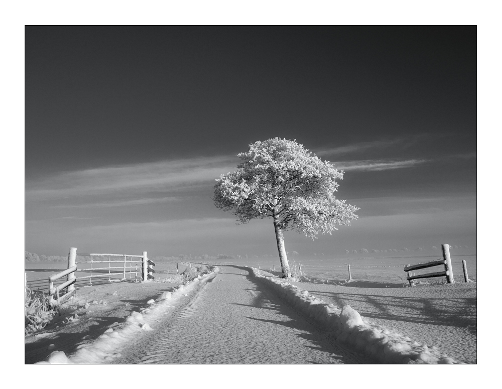 Ein weiterer Baum