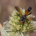 Ein weiterer Besucher des " Feld- Mannstreu"