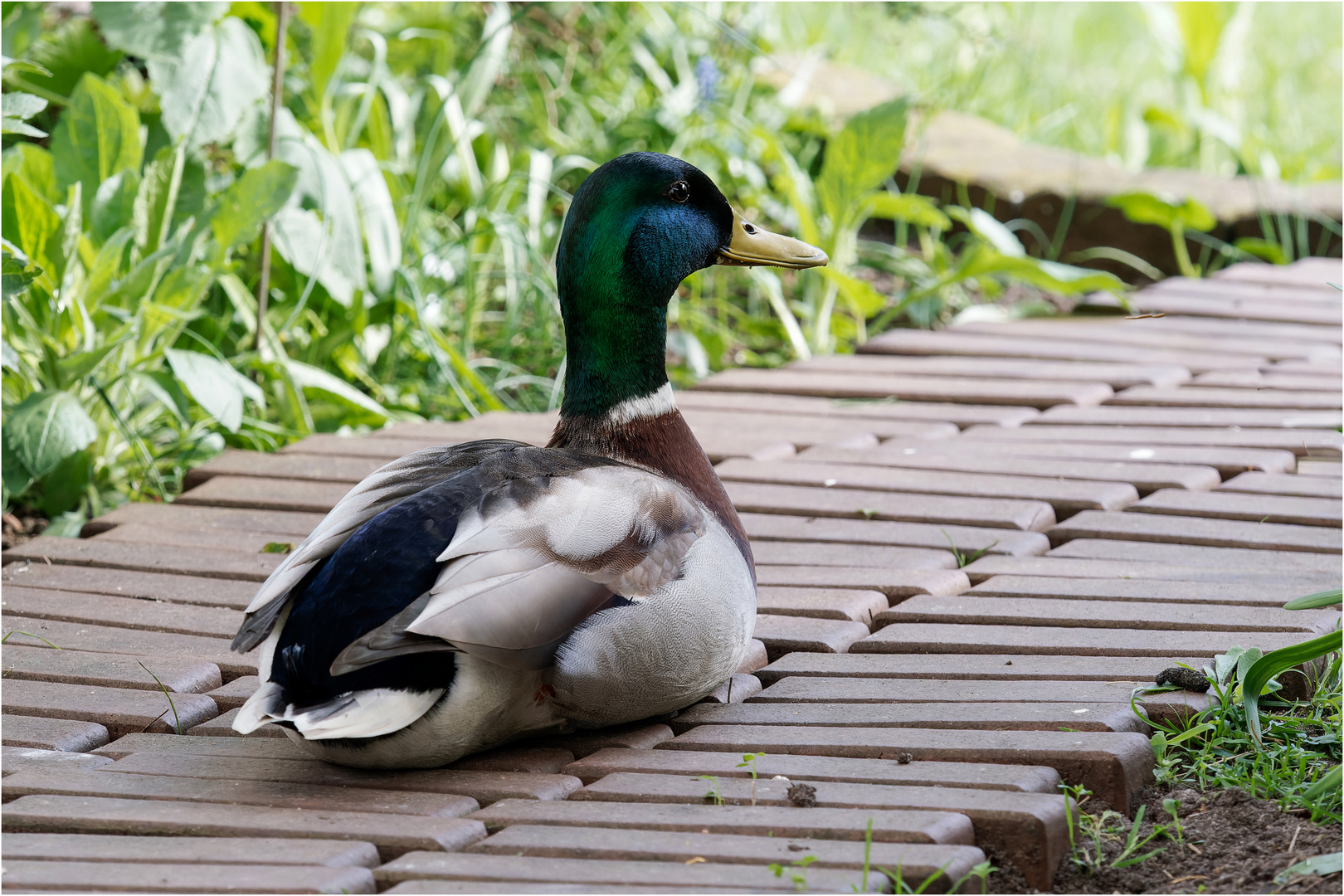 ein weiterer Besucher ist der Entenerpel  .....