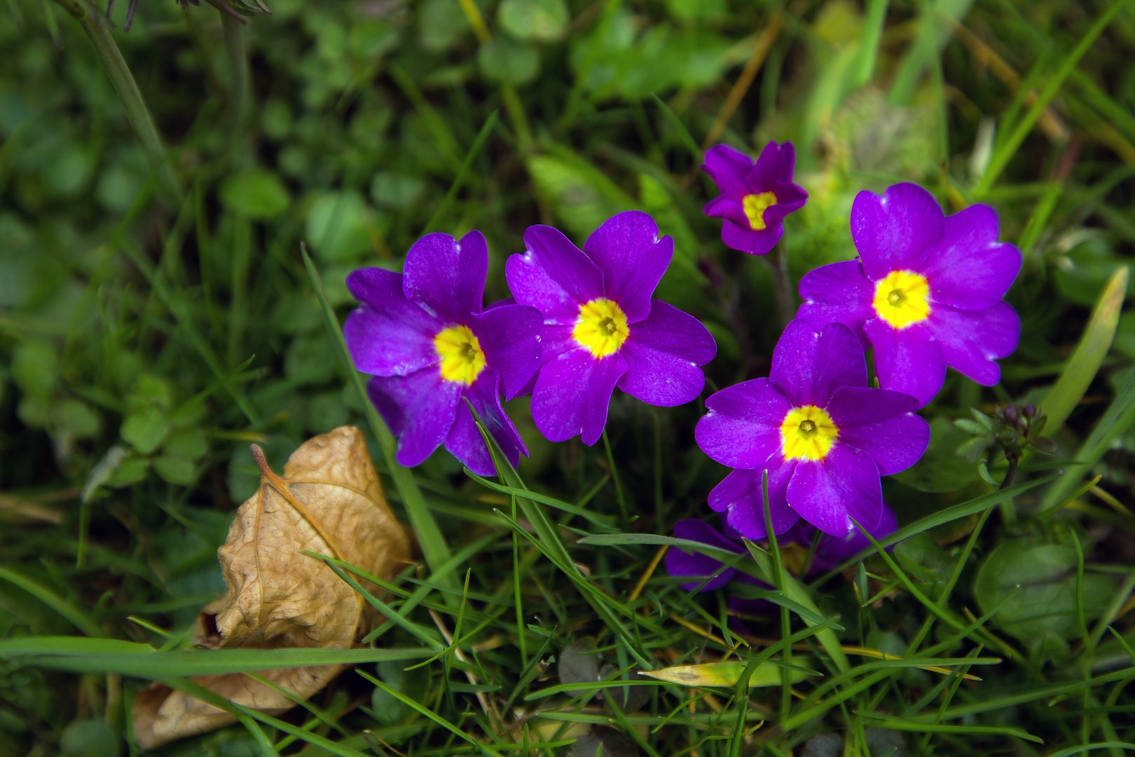 ein weiterer Frühlingsbote