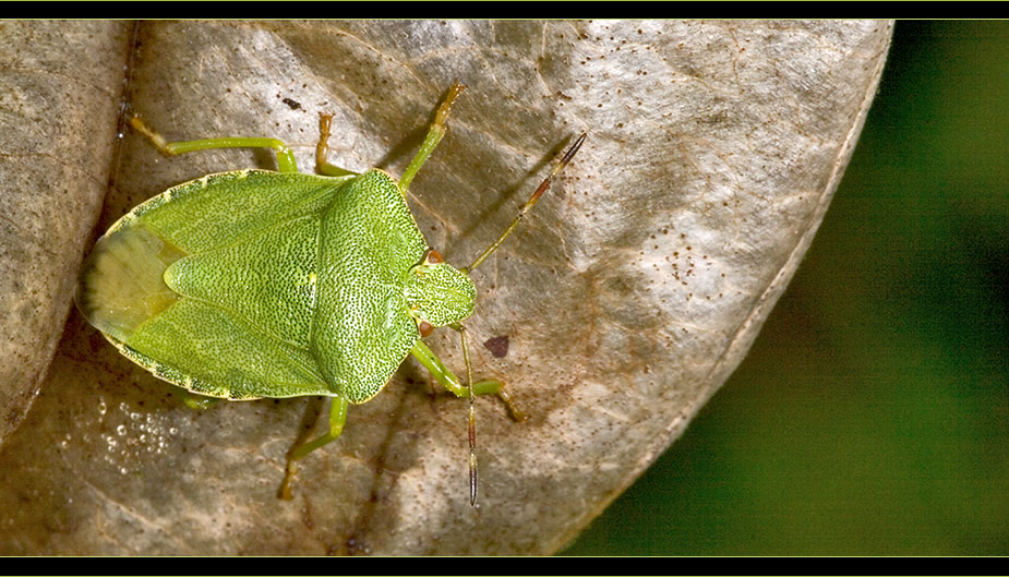 Ein weiterer Gast bei uns im Garten