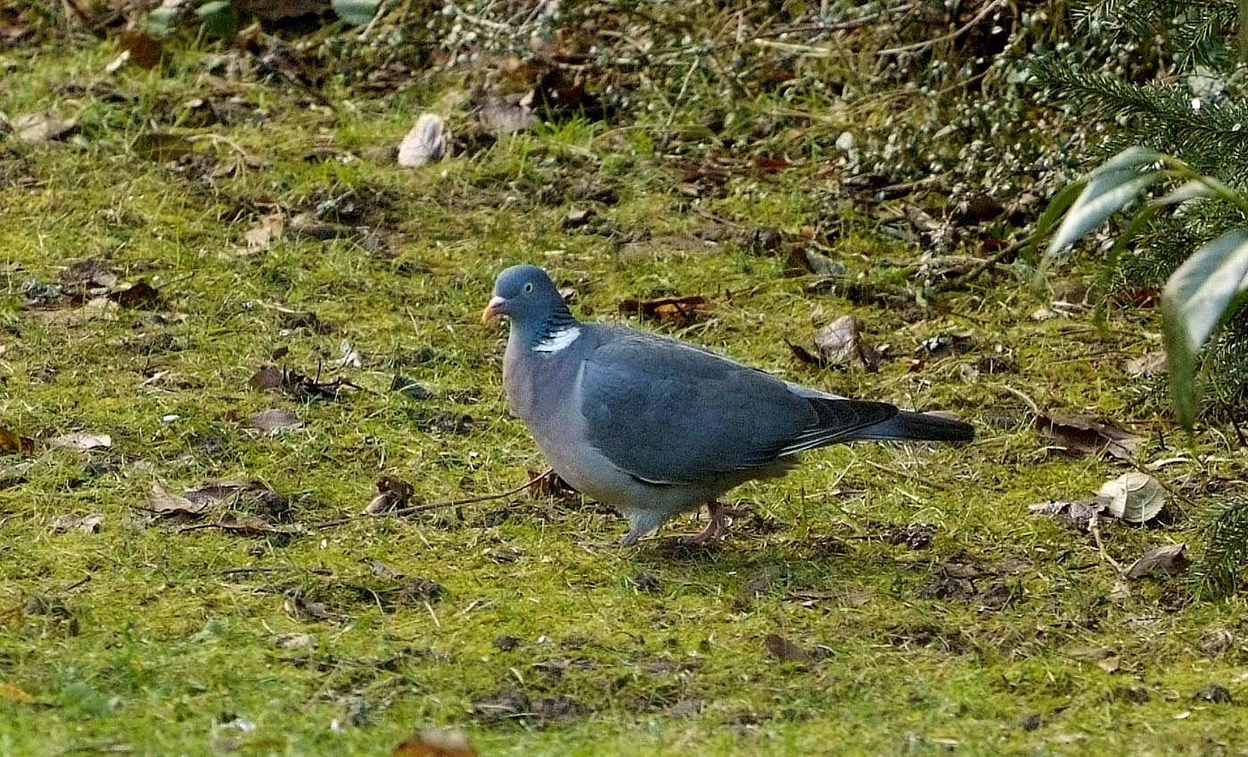 Ein weiterer Gast im Garten ...