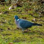 Ein weiterer Gast im Garten ...