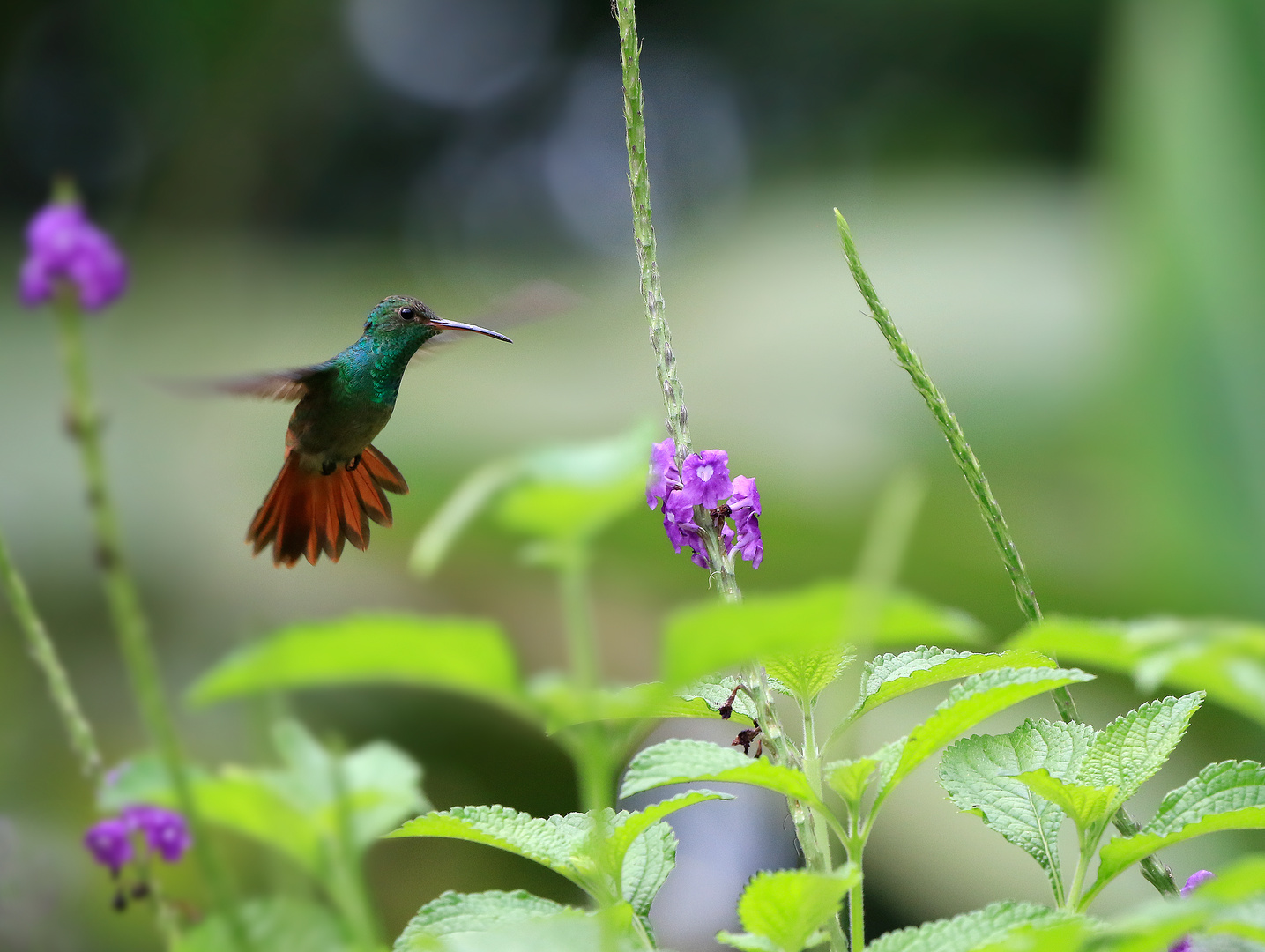 Ein weiterer Kolibri