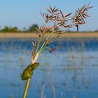 Ein weiterer "Reed frog" im Okavango Delta
