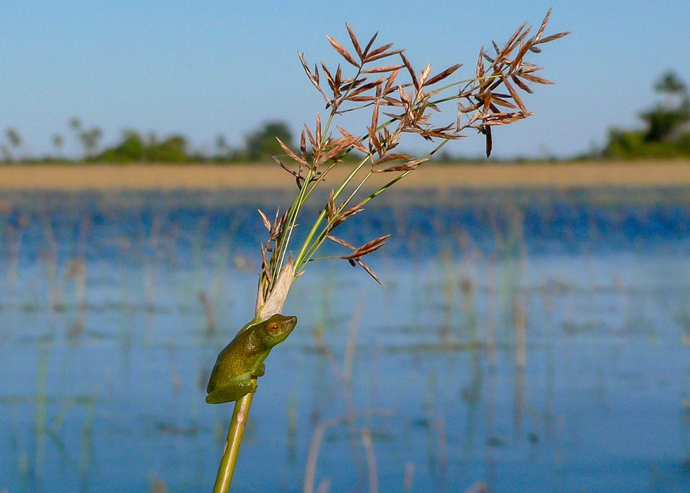 Ein weiterer "Reed frog" im Okavango Delta