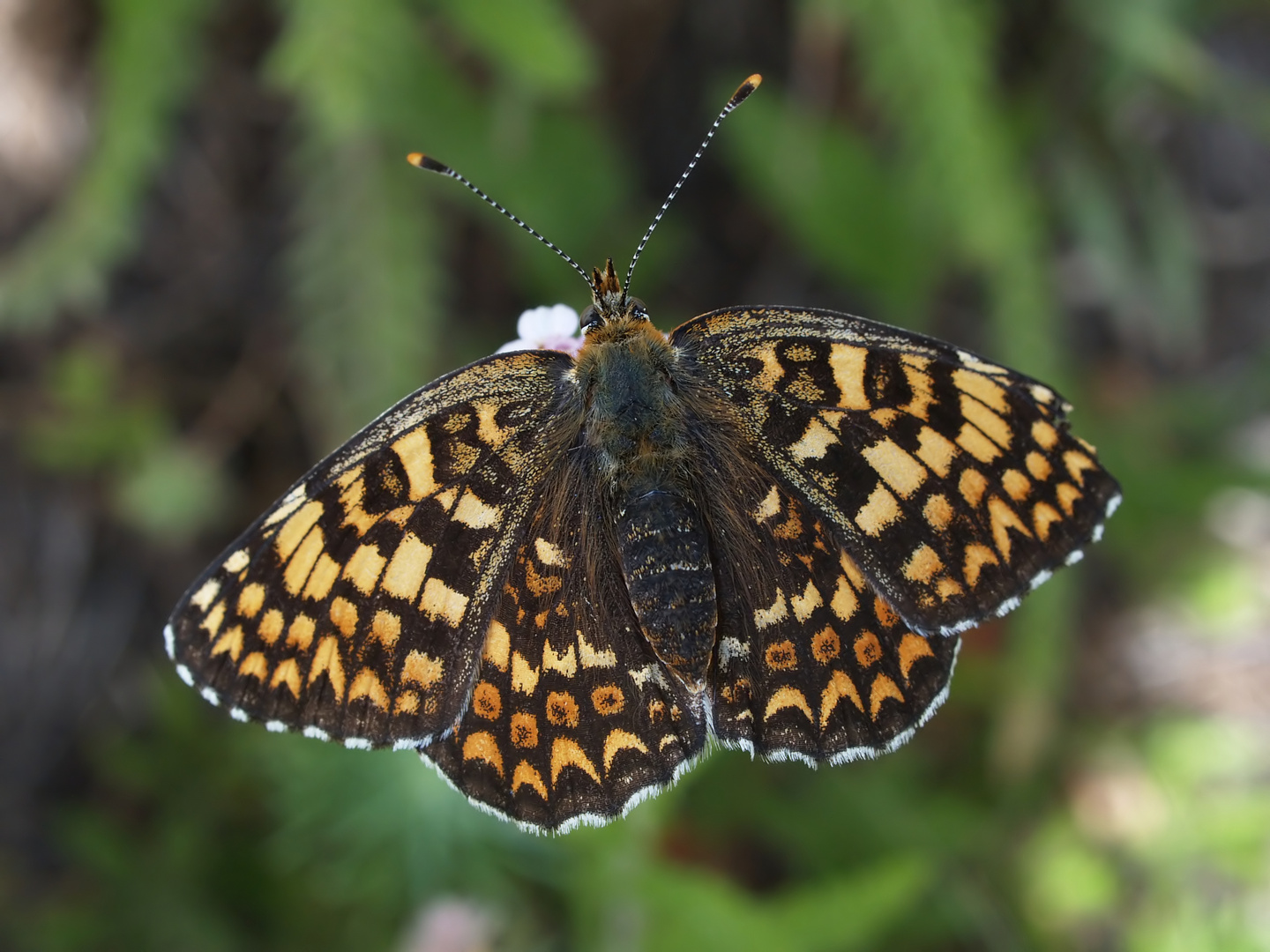 Ein weiterer Scheckenfalter: Melitaea phoebe