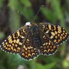 Ein weiterer Scheckenfalter: Melitaea phoebe