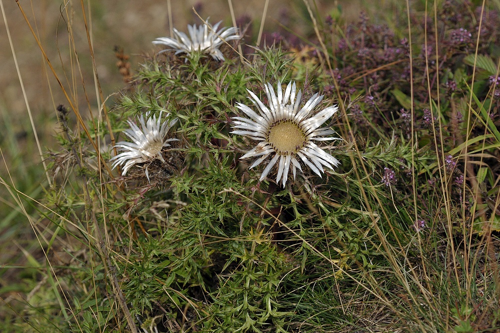 Ein weiterer Tag bei den Berghexen in Thüringischen Rhön 01