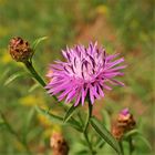 Ein weiterer Teil der lila Wiese - die Wiesenflockenblume