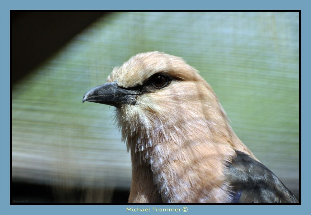 ein weiterer Vogel