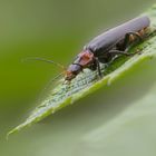 Ein weiterer Weichkäfer  