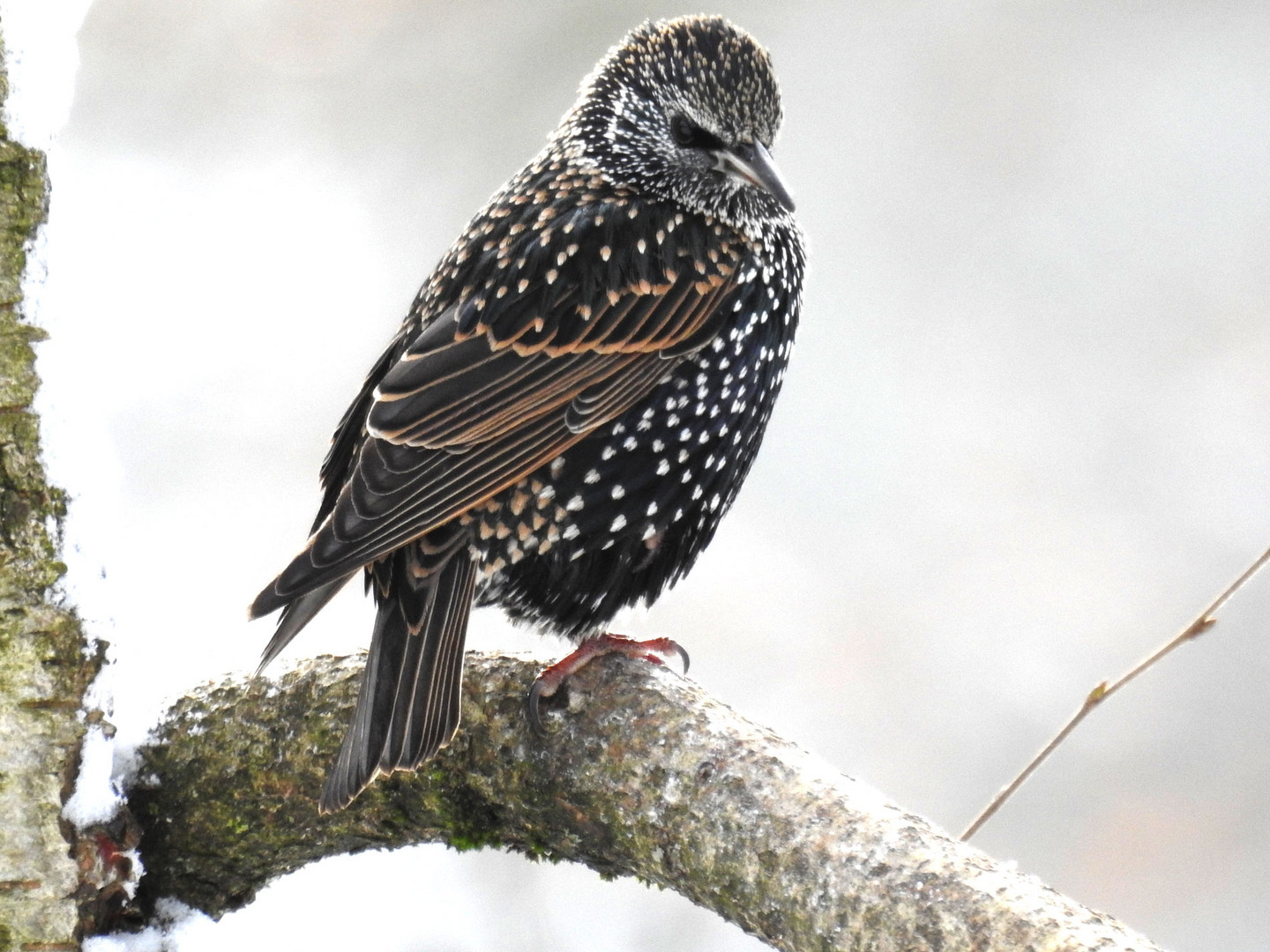 Ein weiterer Winterbesucher: Ein Star