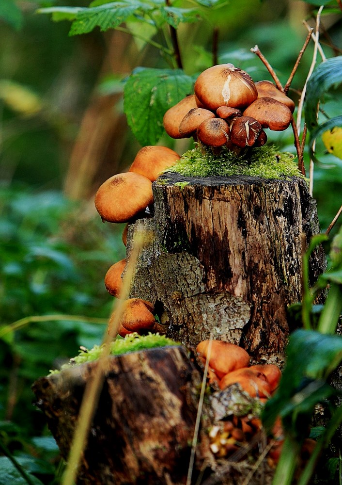 ein weiteres Arrangement der Natur