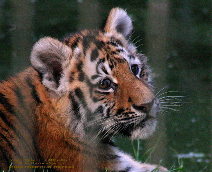Ein weiteres Foto: Tiger-Baby
