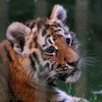 Ein weiteres Foto: Tiger-Baby