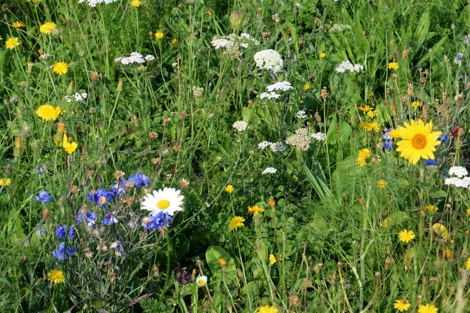 Ein weiteres Foto von dieser Blumenwiese