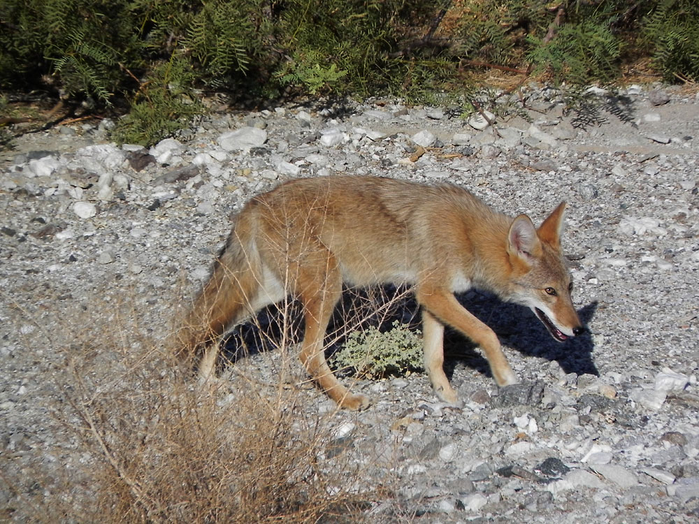 Ein weiteres "Mitbringsel" aus dem Tal des Todes: Ein Kojote