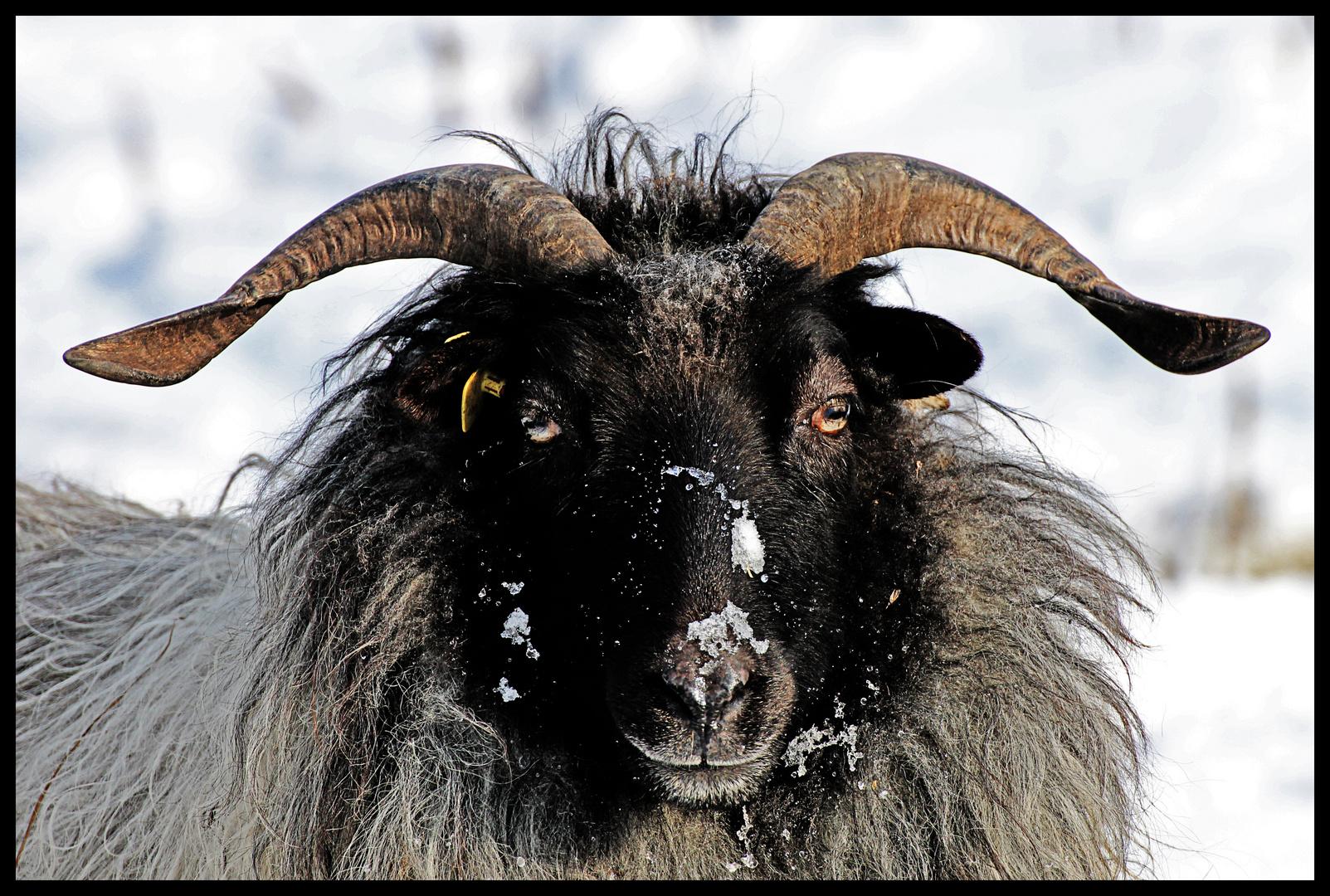 Ein weiteres Schaf im Schnee