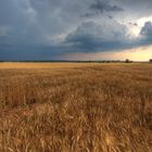 Ein Weizenfeld kurz vor dem Gewitter